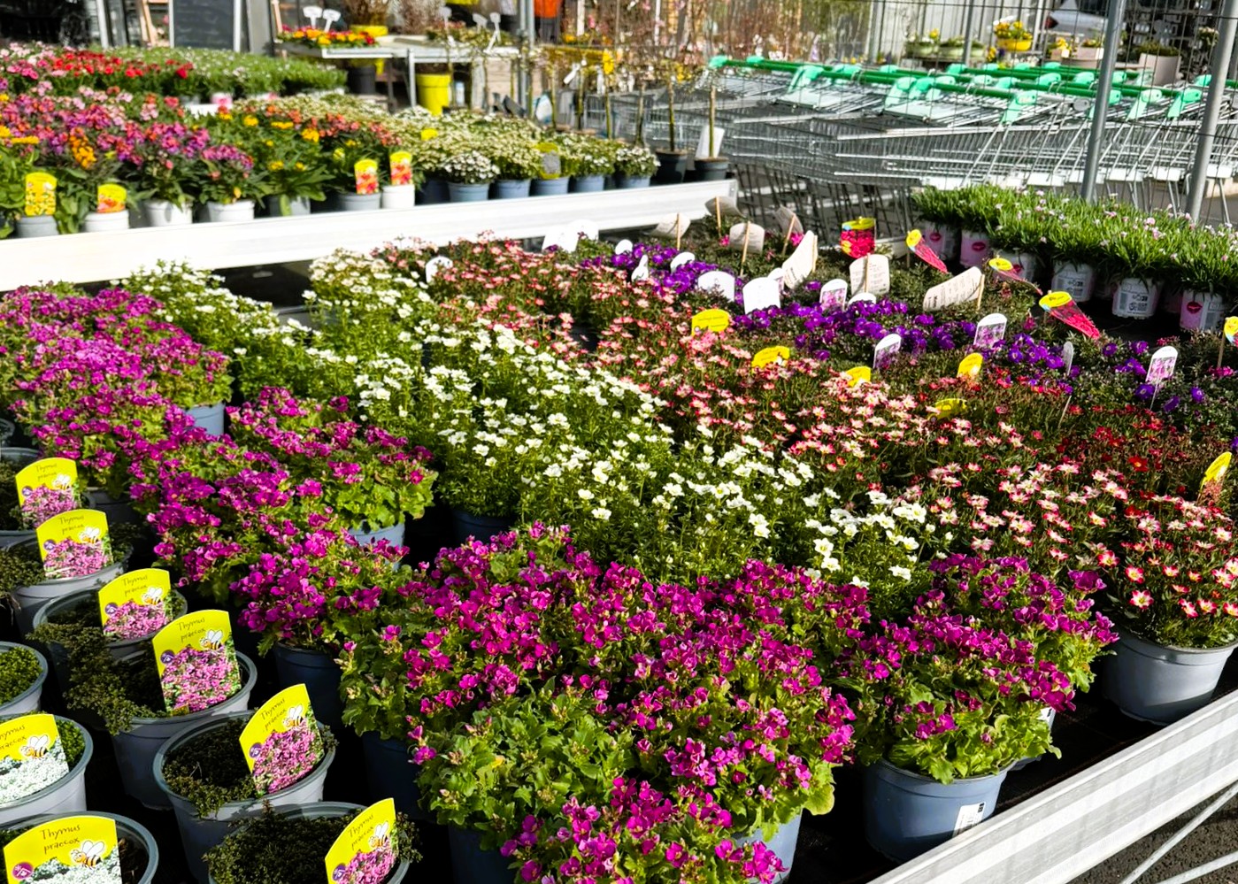 Monheimer Blumenmarkt